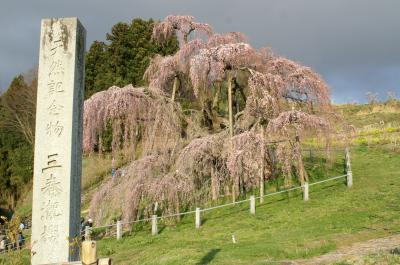 日本三大桜の三春の滝桜