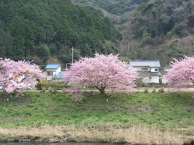 河津桜