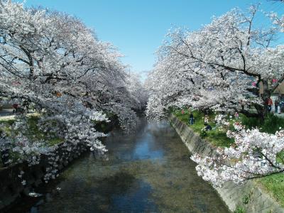 五条川の桜