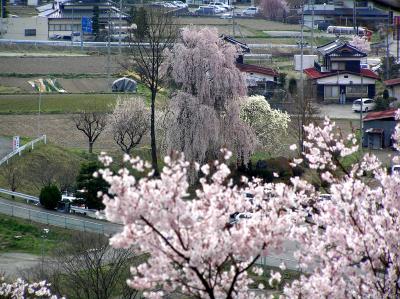 高遠城址公園の桜まつり