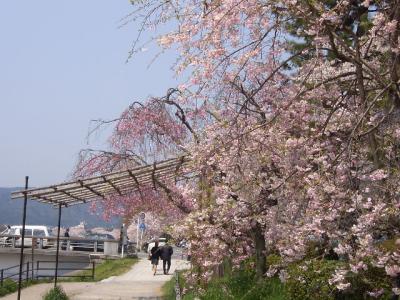 京都でお花見（桜）