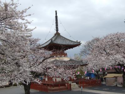 お花見in川越