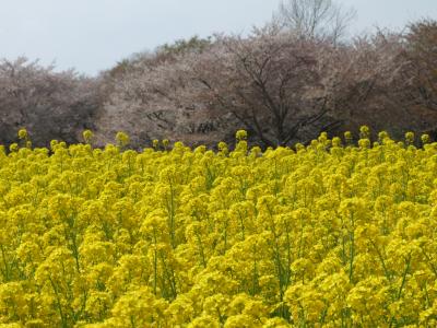 散歩の続き…。