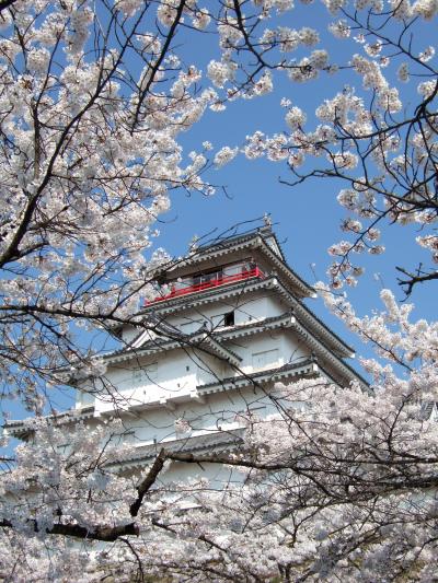 文化財の温泉宿「向瀧」と会津若松城の桜