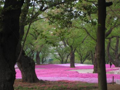 ふらりと芝桜の絨毯を見に：館林野鳥の森フラワーガーデン