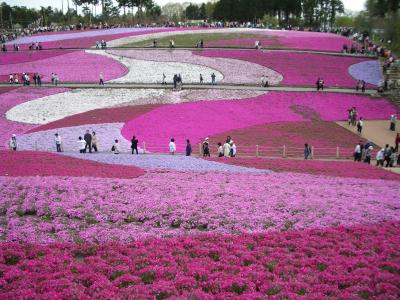 パッチワークの丘・芝桜の丘へ