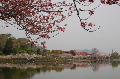 藤枝蓮花寺池の四季(春)