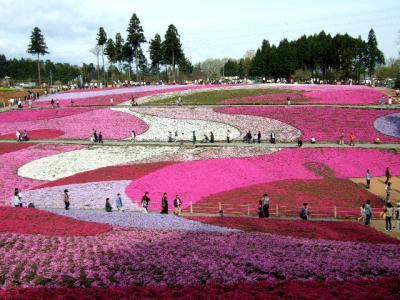 秩父花めぐり