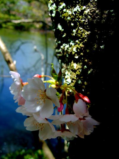 京都桜巡りの春★2007【京都】　