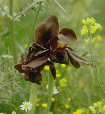 ヨルダン・シリア