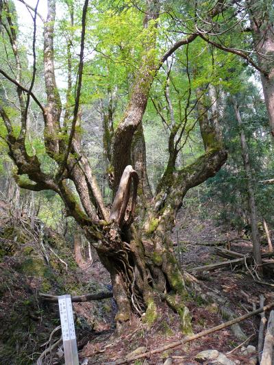 京丹波町散策：七色の木