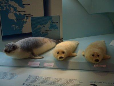 マドレーヌ島に関する旅行記 ブログ フォートラベル カナダ Madeleine Island