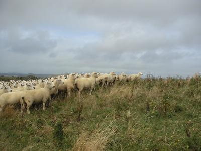 再び、中つ国へ　世界の車窓からTe kuiti編