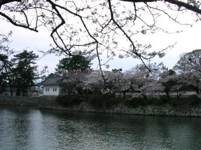 2007年3月31日　桜