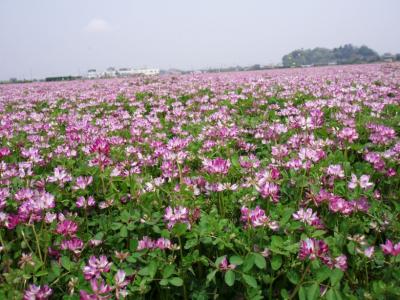 レンゲの花を見てきました