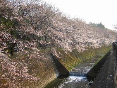 東原親水公園～大井弁天の森 その２