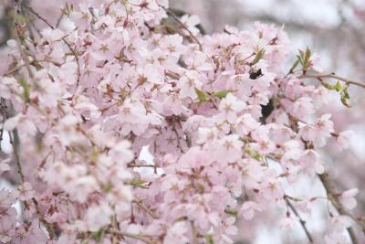 置賜桜回廊  樹齢500年以上の桜が一杯