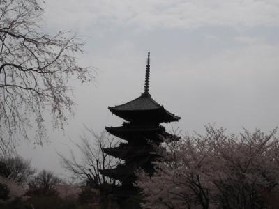 桜～京都?　東寺～