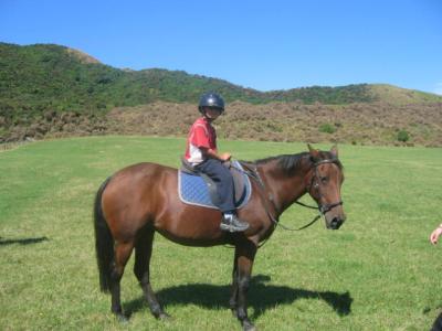 ウェリントン郊外での乗馬体験