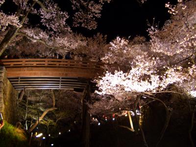 高遠城址公園の夜桜！！