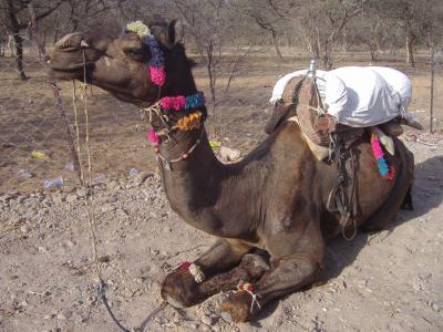 India?　Delhi-Agra-Jaipur-Pushkar