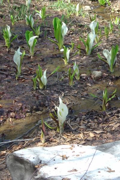 越後山脈にも「春花の季節がやってきました」