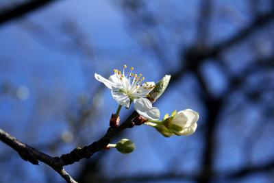 洗礼式とイースター (1)
