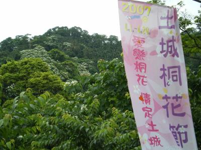 山歩きを兼ねて「桐花」を見てきました。