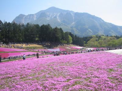 秩父羊山公園の芝桜　『御花畑』