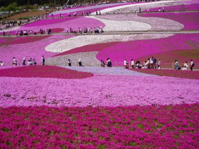 秩父・羊山公園は芝桜が満開