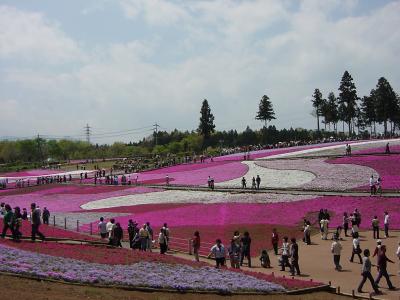 華麗なる芝桜＆ツツジ　秩父～青梅の旅