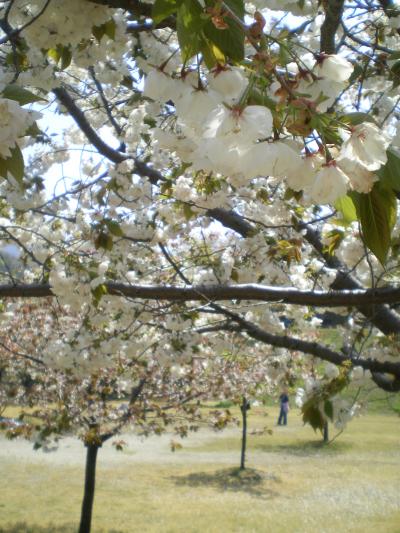 桜公園（お気に入りの桜達）