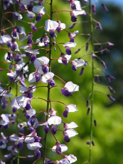 小田原城　御感の藤　北条五代祭りの日