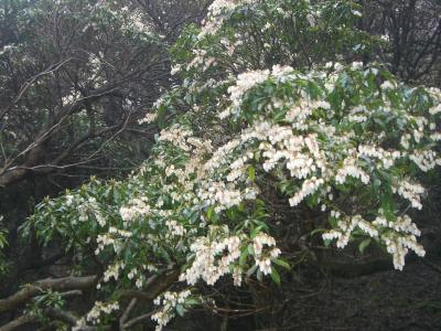 伊豆山稜線歩道を歩くー２　「仁科峠から天城峠へ」