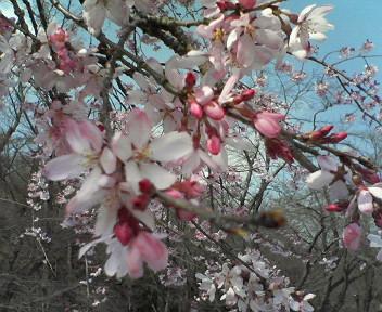 ちょっぴり早い桜見