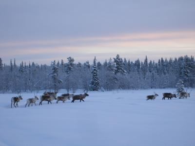 スウェーデン（ユッカスヤルヴィ）