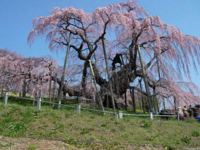 ようこそ福島へ！　～樹齢千年～１度は見たい！満開の滝桜(*^-^*)