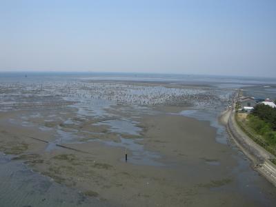 木更津海岸で潮干狩り