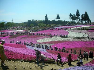 羊山公園　シバザクラの旅