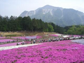 秩父 芝桜の丘