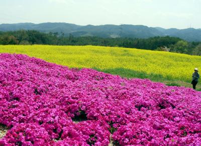 広島県世羅高原の芝桜・ポピー・チューリップの花を訪ねて