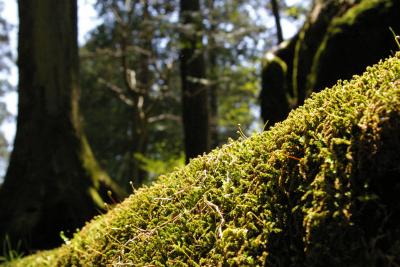 世界遺産～日光の苔・花～