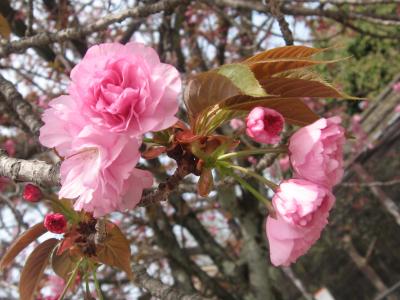 2007　春の京都・・・・子供連れということで番外編