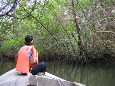 ビンタン島マングローブディスカバリーツアー