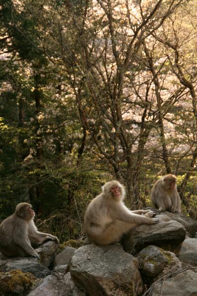 春の地獄谷サル見るツアー