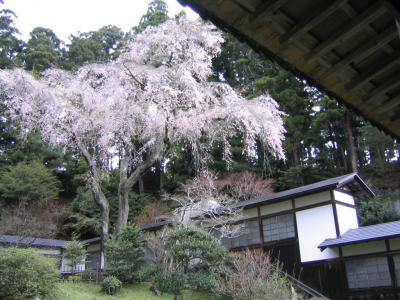 東北旅行　松島→瑞巌寺→塩釜神社→船岡城跡公園→白石川堤