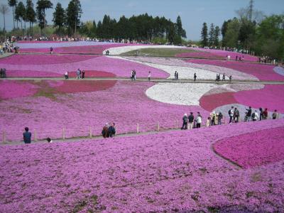 羊山公園の芝桜