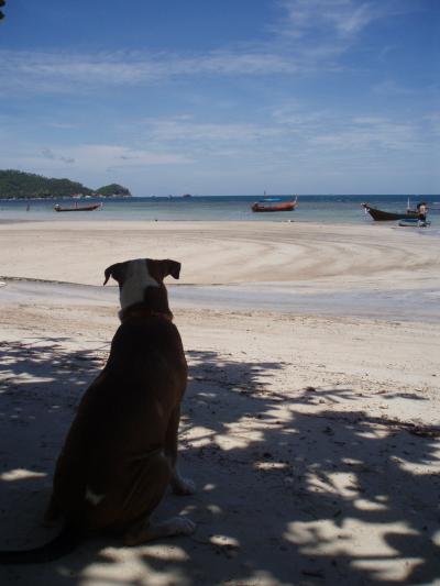 マレー半島縦断の旅?