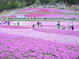 オカメと一緒☆芝桜を見に行こう!