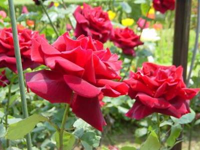 【２００７】旧古河庭園の薔薇（作成中）
